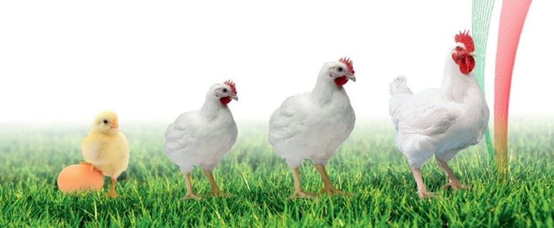 Tavuk çiftliklerinde sağlık desteği